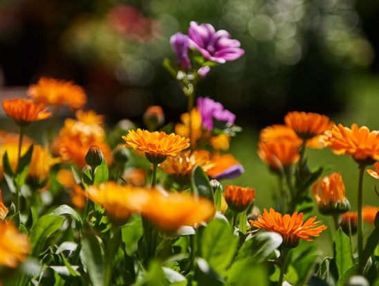 Blumenschmuck im Appartement Michaela in Flachau